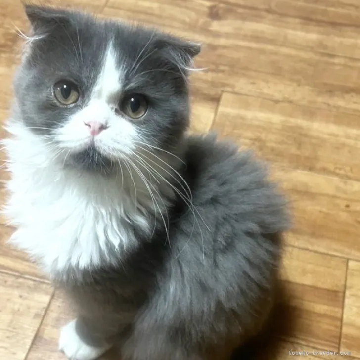 ID:2305-00504の子猫