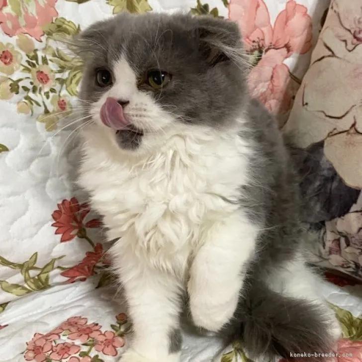 ID:2305-03874の子猫