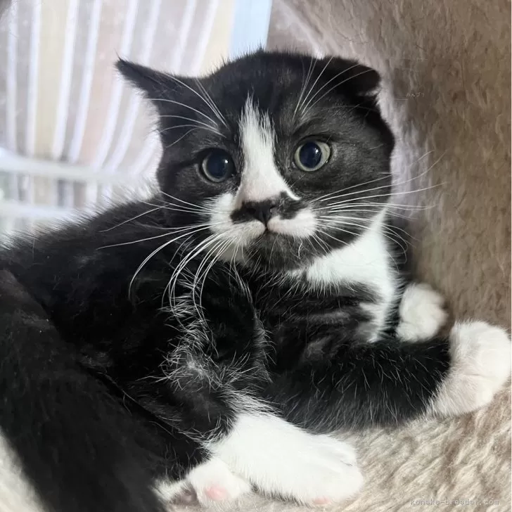 ID:2402-01473の子猫