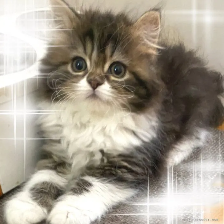 ID:2305-00098の子猫