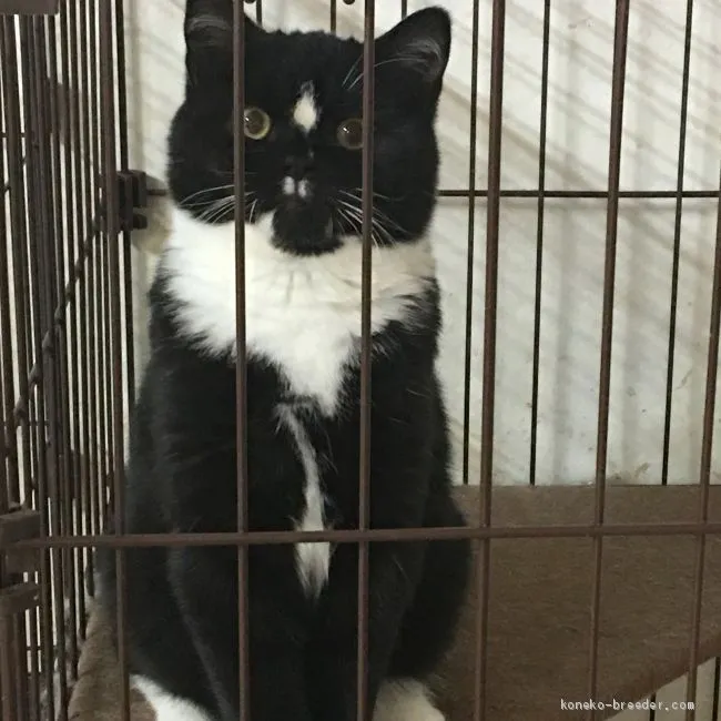 ID:1911-01311の子猫