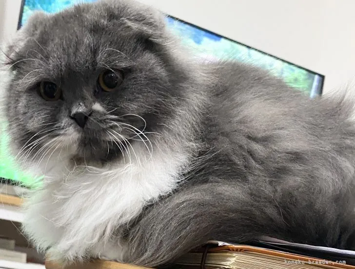 ID：2110-01129の子猫