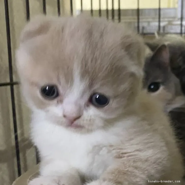 ID：2303-01554の子猫