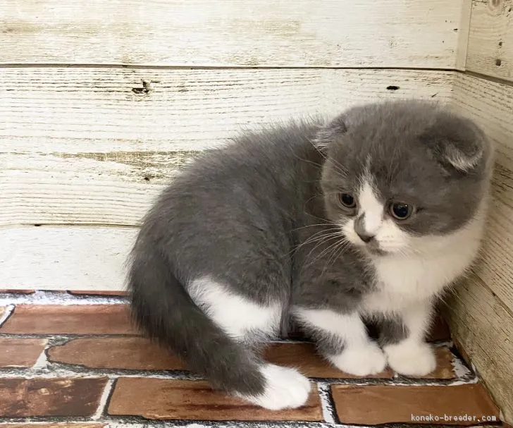 ID:2011-01145の子猫