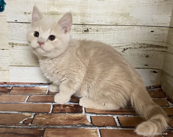 ID：2011-01892の子猫