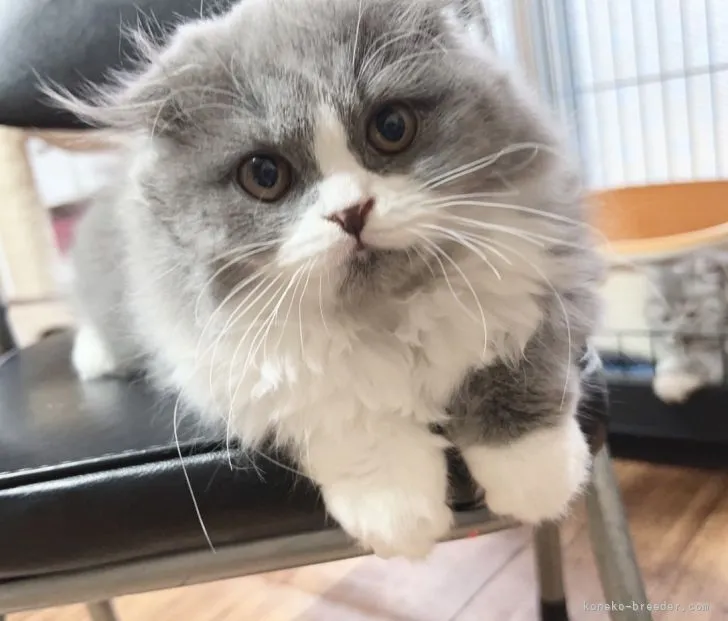 ID:2201-00429の子猫