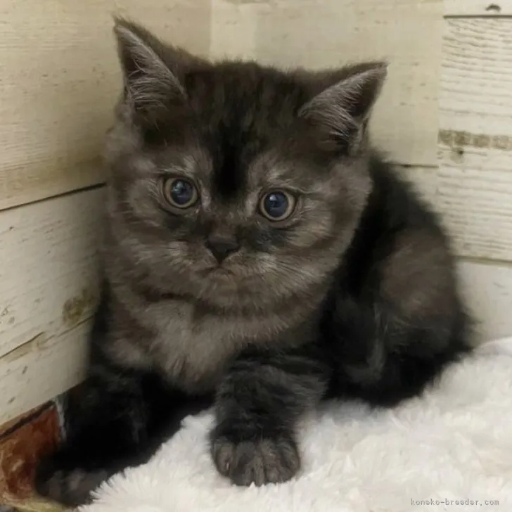 ID：2305-01153の子猫