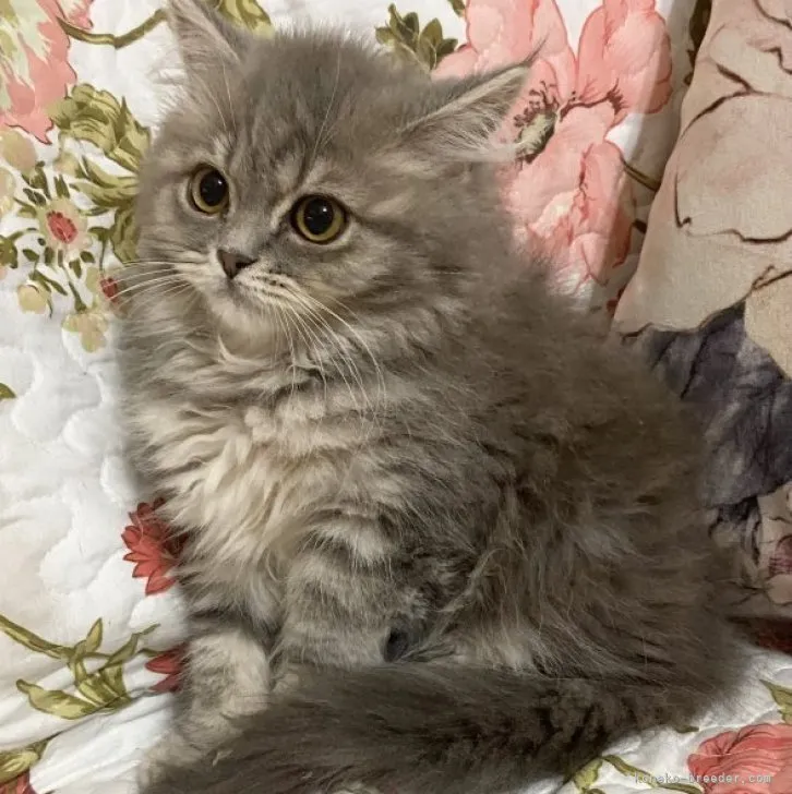 ID:2307-01695の子猫