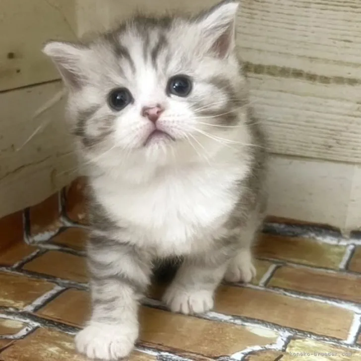 ID:2311-01420の子猫