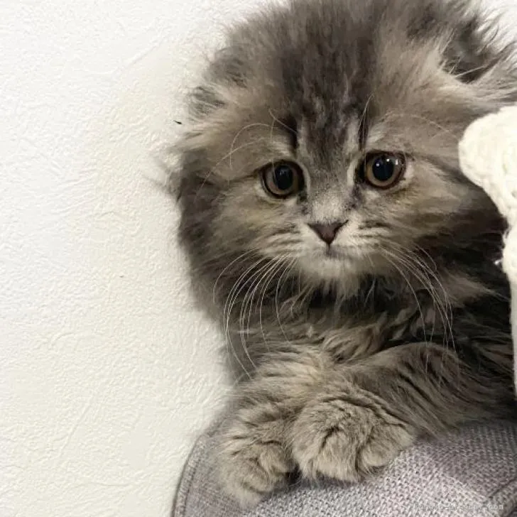ID：2205-03304の子猫