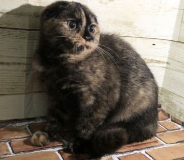 スコティッシュフォールド(折れ耳)【福岡県・女の子・2021年6月15日・トーティ】の写真「わかりずらいですが可愛いお顔の女の子です♡」