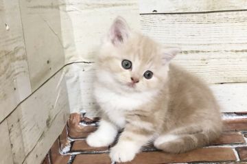 スコティッシュフォールド(立ち耳)【福岡県・男の子・2021年1月22日・クリームタビー&ホワイト】の写真「おっとりな、きなこbaby♡男の子です♫」