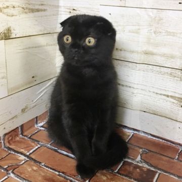 スコティッシュフォールド(折れ耳)【福岡県・男の子・2019年4月3日・ブラックスモーク】の写真「ペタっと折れた折れ耳と、真っ黒お顔が可愛いです🎵」
