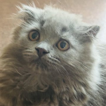 スコティッシュフォールド(折れ耳)【福岡県・女の子・2024年4月3日・ブルー（ロング）】の写真「抱っこするとゴロゴロちゃんの可愛い子です🎵」