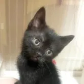 ミックス【福岡県・男の子・2023年7月8日・ブラックスモーク】の写真1