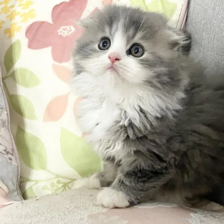 H.H 様のお迎えした子猫