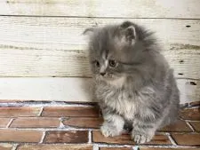 スコティッシュフォールド(立ち耳)【福岡県・男の子・2020年9月25日・ブルータビー&ホワイト】の写真2