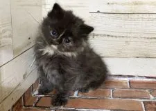 スコティッシュフォールド(立ち耳)【福岡県・女の子・2020年10月18日・トーティ】の写真2