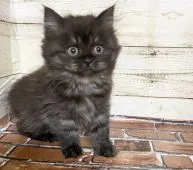 スコティッシュフォールド(立ち耳)【福岡県・女の子・2020年9月6日・ブラックスモーク&ホワイト】の写真2