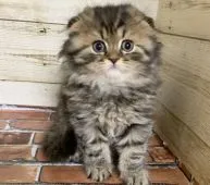 スコティッシュフォールド(折れ耳)【福岡県・男の子・2020年4月24日・ブラウンタビー】の写真2