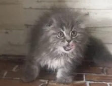 スコティッシュフォールド(折れ耳)【福岡県・女の子・2021年5月2日・ブルータビー】の写真3