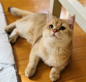 ブリティッシュショートヘア【・男の子・2024年5月5日・ゴールデン】