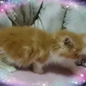 スコティッシュフォールド【福岡県・男の子・2015年4月18日・レッドタビー&ホワイト】の写真4