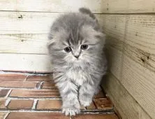 スコティッシュフォールド(折れ耳)【福岡県・女の子・2020年9月25日・ブルータビー&ホワイト】の写真4