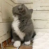 スコティッシュフォールド(立ち耳)【福岡県・男の子・2023年3月29日・ブルー&ホワイト】の写真4