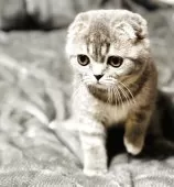 スコティッシュフォールド(折れ耳)【福岡県・女の子・2025年7月24日・ブルータビー】の写真10