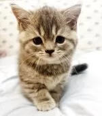 スコティッシュフォールド(立ち耳)【福岡県・男の子・2025年7月10日・ブルータビー】の写真12