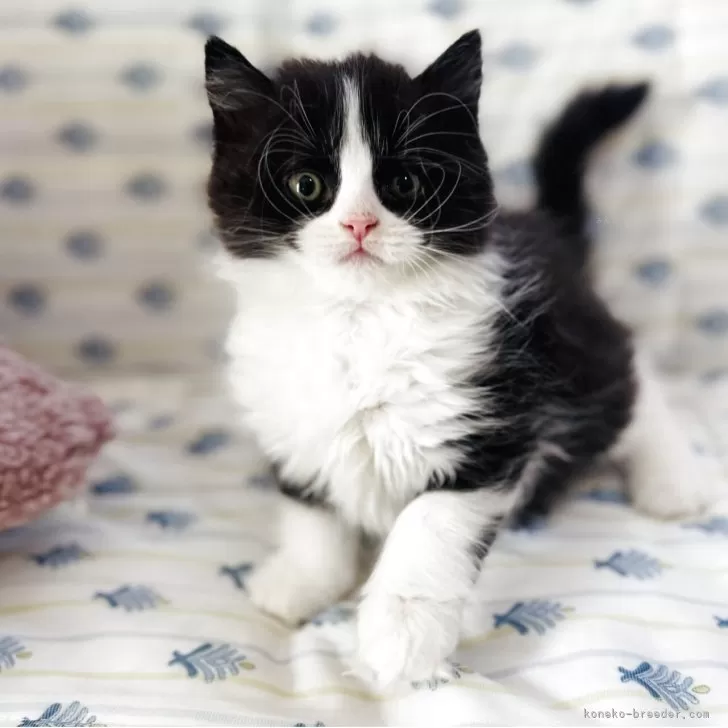 ID：2507-03036の子猫