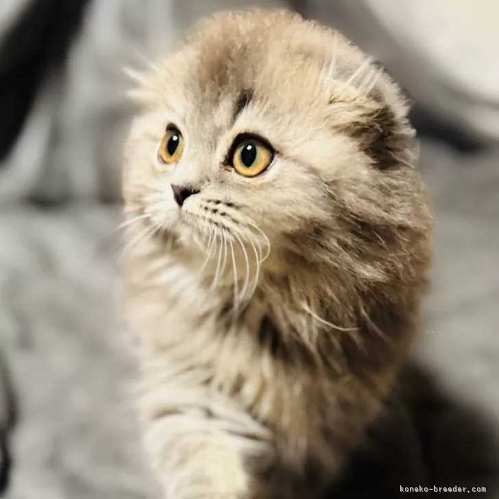 スコティッシュフォールド(折れ耳)【福岡県・女の子・2025年7月24日・ブルータビー】の写真1