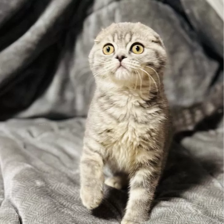 スコティッシュフォールド(折れ耳)【福岡県・男の子・2025年7月24日・ブルータビー】の写真1