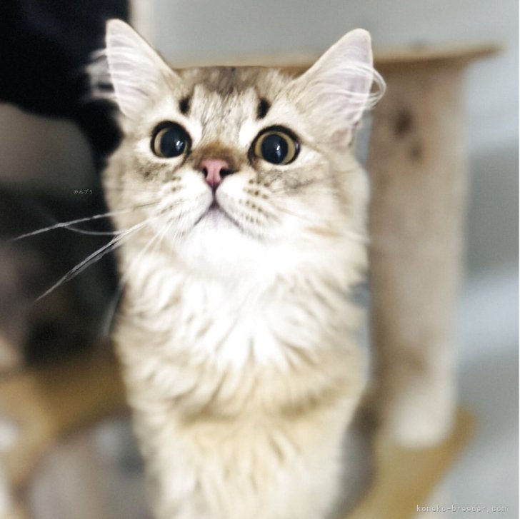 ブリーダー画像