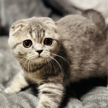 スコティッシュフォールド(折れ耳)【福岡県・女の子・2025年7月24日・ブルータビー（ショート）】の写真「おっとりだけどお転婆さんの可愛い女の子です🎶」