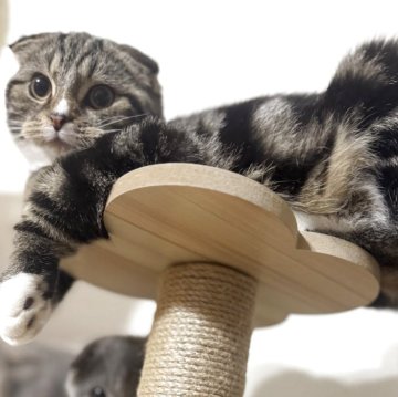 スコティッシュフォールド(折れ耳)【福岡県・女の子・2025年6月3日・ブラウンタビー&ホワイト（ショート）】の写真「少し人見知りですが慣れると甘えん坊さんです🎶」