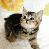 ミックス