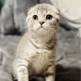 スコティッシュフォールド(折れ耳)