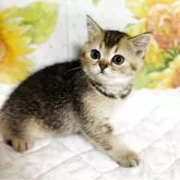 ミックス