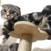 スコティッシュフォールド(折れ耳)