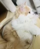 ミックス【福岡県・男の子・2024年6月3日・クリーム&ホワイト】の写真2