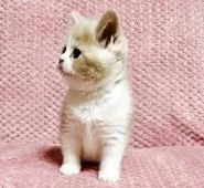 スコティッシュフォールド(立ち耳)【福岡県・男の子・2025年2月23日・クリーム&ホワイト】の写真2