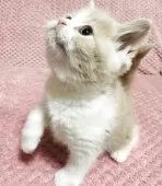 スコティッシュフォールド(立ち耳)【福岡県・男の子・2025年2月23日・クリーム&ホワイト】の写真3