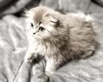 スコティッシュフォールド(折れ耳)【福岡県・女の子・2025年7月24日・ブルータビー】の写真4