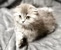 スコティッシュフォールド(折れ耳)【福岡県・女の子・2025年7月24日・ブルータビー】の写真5