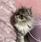 スコティッシュフォールド(立ち耳)【福岡県・男の子・2024年9月9日・ブルータビー&ホワイト】の写真5