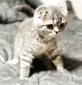 スコティッシュフォールド(折れ耳)【福岡県・女の子・2025年7月24日・ブルータビー】の写真5