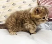 スコティッシュフォールド(立ち耳)【福岡県・男の子・2025年7月10日・ブルータビー】の写真5