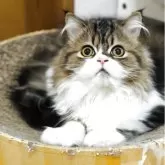 スコティッシュフォールド(立ち耳)【福岡県・男の子・2025年6月3日・ブラウンタビー&ホワイト】の写真6